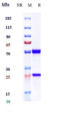 0 - Anti-IL-13 Reference Antibody (dectrekumab) APR10686