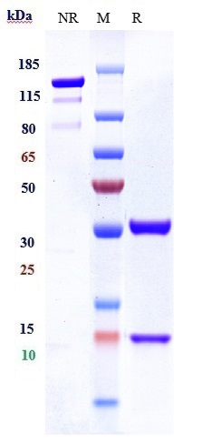 0 - Anti-CXCL8 / IL-8 Reference Antibody (ABX-IL8) APR10687