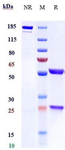 0 - Anti-IL-4 Reference Antibody (pascolizumab) APR10688