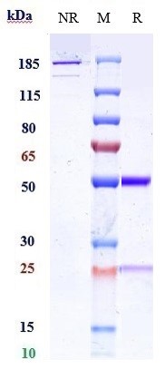 0 - Anti-IL-13 Reference Antibody (CNTO 607) APR10689
