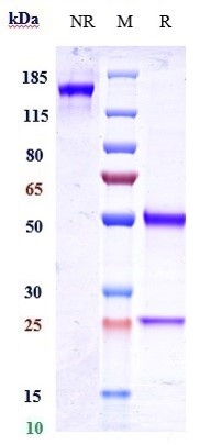 0 - Anti-IGF1R / CD221 Reference Antibody (dalotuzumab) APR10691