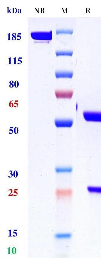 0 - Anti-Gremlin-1 Reference Antibody (Ginisortamab) APR10694