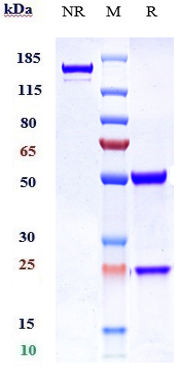 0 - Anti-TNFRSF18 / GITR / CD357 Reference Antibody (ragifilimab) APR10695