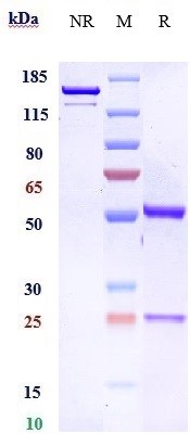 0 - Anti-FGFR2 / CD332 Reference Antibody (bemarituzumab) APR10697