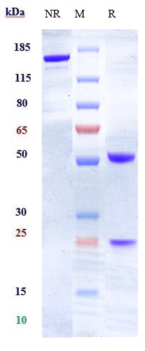 0 - Anti-EFNA4 Reference Antibody (PF-06647263) APR10699