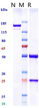 0 - Anti-Zaire Ebola virus Reference Antibody (Porgaviximab) APR10700