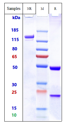 0 - Anti-CD44v6 Reference Antibody (bivatuzumab) APR10703