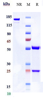 0 - Anti-DPP4 / CD26 Reference Antibody (begelomab) APR10704