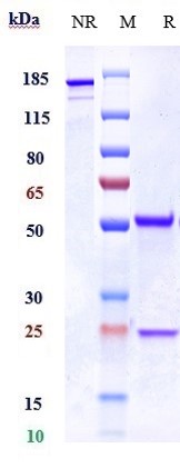 0 - Anti-Integrin b2 / ITGB2 / CD18 Reference Antibody (erlizumab) APR10706