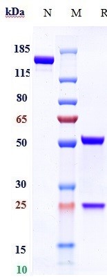 0 - Anti-GCGR Reference Antibody (volagidemab) APR10709