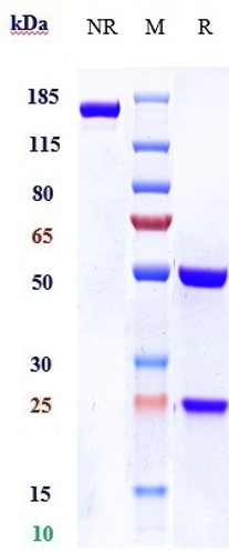 0 - Anti-IL-1R1 / CD121a Reference Antibody (AMG 108) APR10710