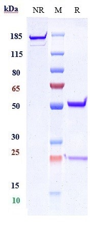 0 - Anti-Integrin a4b7 (ITGA4 & ITGB7) Reference Antibody (abrilumab) APR10711