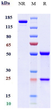0 - Anti-CD200 Reference Antibody (samalizumab) APR10712