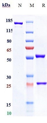 0 - Anti-F3 / Factor III / Tissue Factor / CD142 Reference Antibody (TNX-832) APR10714
