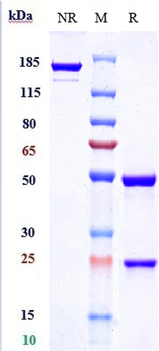0 - Anti-IL-6 / IFNb2 Reference Antibody (clazakizumab) APR10716