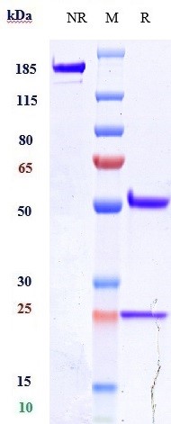 0 - Anti-VEGFR2 / KDR / CD309 Reference Antibody (alacizumAb) APR10717