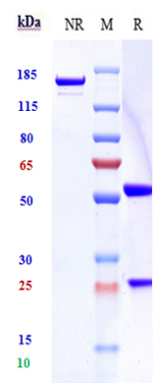 0 - Anti-Sortilin / SORT1 Reference Antibody (latozinemab) APR10718