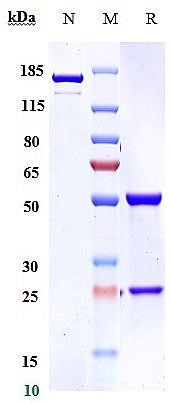 0 - Anti-IL-4Ra / CD124 Reference Antibody (Manfidokimab) APR10719