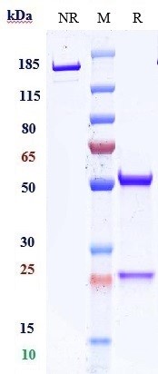 0 - Anti-CD47 Reference Antibody (ligufalimab) APR10720