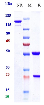 0 - Anti-PDCD1 / PD-1 / CD279 Reference Antibody (penpulimab) APR10722