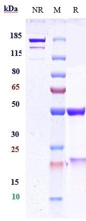 0 - Anti-PCSK9 Reference Antibody (ebronucimab) APR10723