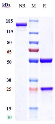 0 - Anti-CALCA / CGRP Reference Antibody (fremanezumab) APR10725