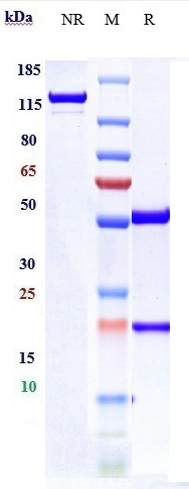 0 - Anti-ENPP3 / CD203c Reference Antibody (Ags-16C3F) APR10726
