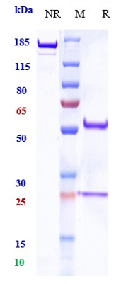 0 - Anti-PDCD1 / PD-1 / CD279 Reference Antibody (balstilimab) APR10728