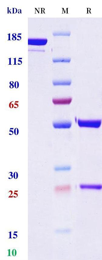 0 - Anti-Spike Reference Antibody (Adintrevimab) APR10731