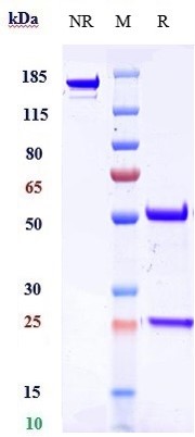 0 - Anti-KAAG1 Reference Antibody (ADCT-901) APR10733