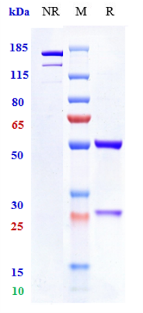 0 - Anti-TNFRSF5 / CD40 Reference Antibody (mitazalimab) APR10734