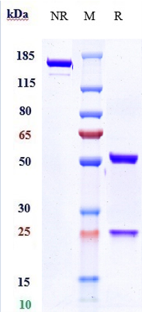 0 - Anti-IL-6Ra / CD126 Reference Antibody (tocilizumab) APR10735