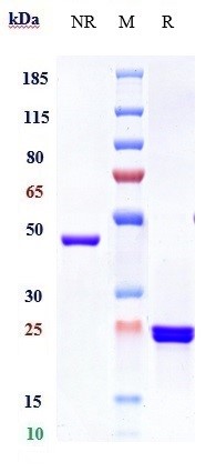0 - Anti-GP6 / Glycoprotein-6 Reference Antibody (glenzocimab) APR10736