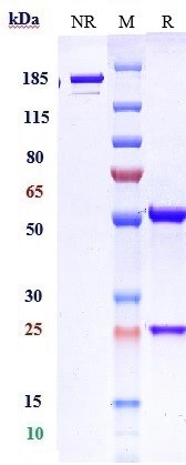 0 - Anti-TIGIT Reference Antibody (domvanalimab) APR10741