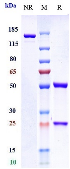 0 - Anti-B7-H3 / CD276 Reference Antibody (omburtamab) APR10743