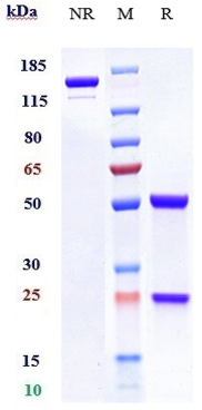 0 - Anti-CA9 / CAIX Reference Antibody (girentuximab) APR10744
