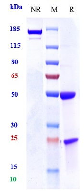 0 - Anti-Osteopontin Reference Antibody (ASK8007) APR10747