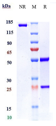 0 - Anti-VEGFB Reference Antibody (CSL346) APR10748