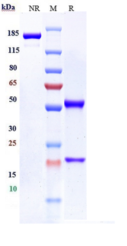 0 - Anti-B7-H3 / CD276 Reference Antibody (mirzotamAb) APR10751