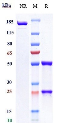 0 - Anti-CD19 Reference Antibody (coltuximab) APR10752