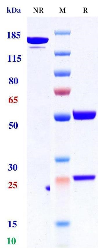 0 - Anti-MUC16 Reference Antibody (sofituzumab) APR10755