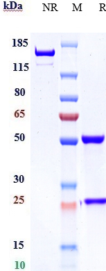 0 - Anti-NCAM1 / CD56 Reference Antibody (lorvotuzumab) APR10757