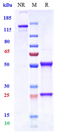 0 - Anti-STEAP1 Reference Antibody (vandortuzumAb) APR10758