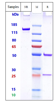 0 - Anti-158P1D7 Reference Antibody (Agensys patent anti-158P1D7) APR10761