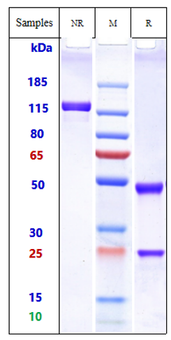 0 - Anti-Abm Reference Antibody ( IgG1+Kappa Isotype Control) APR10763