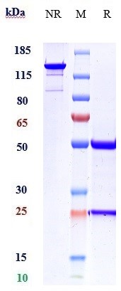 0 - Anti-ACVR2B Reference Antibody (Acceleron patent anti-ActRIIB) APR10766