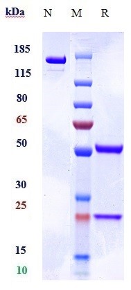 0 - Anti-AGER / RAGE Reference Antibody (XT-M4) APR10767