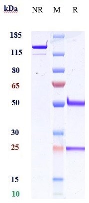0 - Anti-Amyloid Beta Reference Antibody (Amgen patent anti-beta amyloid) APR10771