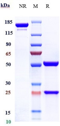 0 - Anti-Amyloid Beta Reference Antibody (CNTO 2125) APR10772