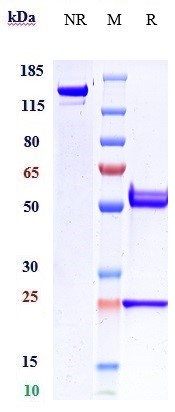 0 - Anti-Amyloid Beta Reference Antibody (DLX212) APR10774